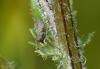 Heliophanus flavipes